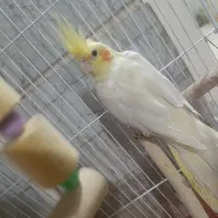 عروس هلندی ماده اماده