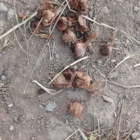 پیاز زعفران