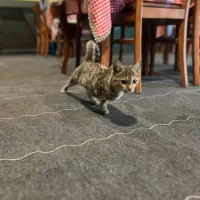 واگذراری گربه حمایتی|گربه|قم, زنبیل آباد|دیوار