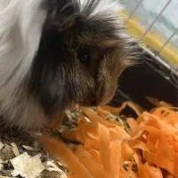 خوکچه هندی نر بالغ