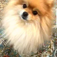 پامر خرسی نر جهت کشش