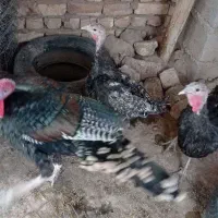 بوقلمون‌برنز