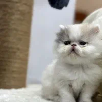 اگزوتیک لانگ هیر