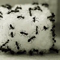 سمپاشی تخصصی و تضمینی ساس،سوسک،مورچه|خدمات نظافت|فردیس, شهرک ۱۱۰|دیوار