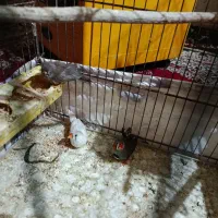 فنچ عروس هلندی