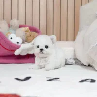 مینی|سگ|مشهد, ارشاد|دیوار