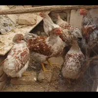 جوجه خروس و مرغ ویاندوت|حیوانات مزرعه|کنگاور, |دیوار