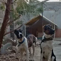 واگذاری توله خراسانی وافقان