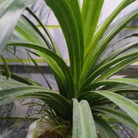 گل آپارتمانی|گل و گیاه طبیعی|کرمانشاه, |دیوار