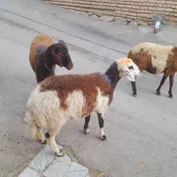 میش و بره ماده شیشک افشارپلنگی