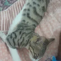 واگذاری گربه