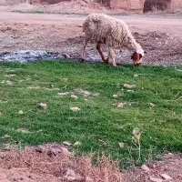 میش‌گوزلی‌|حیوانات مزرعه|سده (خراسان جنوبی), |دیوار