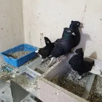 سلام زاغ دم سفید مهر. با جوجه مهر