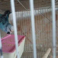 مرغ عشق انگلیسی|پرنده|قم, باغ شازده|دیوار