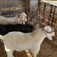 ۳راس بزغاله نر و ۱ راس تکه تخمی|حیوانات مزرعه|آزادشهر, |دیوار