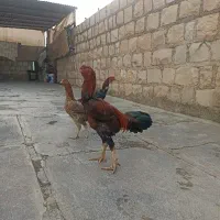 خروس و مرغ لاری