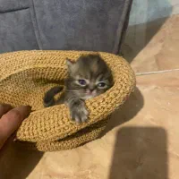 گربه هیمالین|گربه|بندر انزلی, بی بی حوریه|دیوار