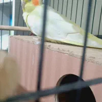 عروس هلندی|پرنده|تهران, کرمان|دیوار