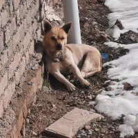 پاکوتاه اشیتزو زرنگ نگهبان بلا مثال