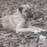 سگ سراب ۸ ماه