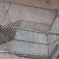 تله گربه