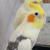 جفت عروس هلندی