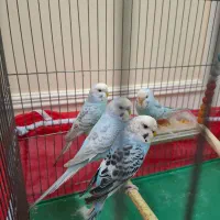 مرغ عشق سالم و بازیگوش|پرنده|تهران, زرگنده|دیوار