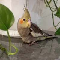 عروس هلندی‌نر