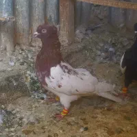 کفتر رنگه پرشی