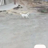 سگ پا کوتاه|سگ|آبیک, |دیوار