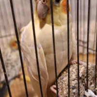 فروش عروس هلندی