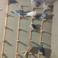 کبوتر|پرنده|ملک‌آباد, |دیوار