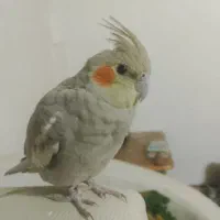 عروس هلندی گمشده