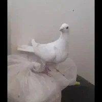 گم شده نرهومر