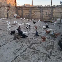 کبوتر لوتی|پرنده|باسمنج, |دیوار