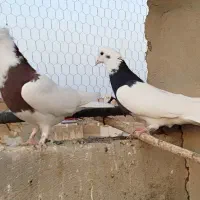 طوقی و پرشی