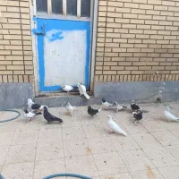 کفتر سو قدیم