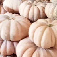 کدو انجیلی بهاره