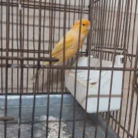 قناری نر|پرنده|ری, دیلمان|دیوار