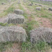 ۱۸۰پرس شبدر و گنرنگال قاطی روستای قاضی اباد|لوازم جانبی حیوانات|ازنا, |دیوار