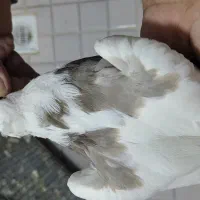 کبوتر طوقی|پرنده|شاهین‌شهر, گزبرخوار|دیوار