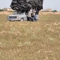 جمع آوری تیپ آب (قطره ای)