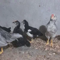 نیمچه گلین طوسی وپنگوئنی|حیوانات مزرعه|کرمانشاه, |دیوار