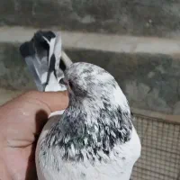 کفتر ی کبوتر