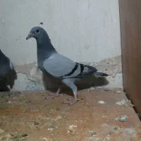 جوجه سبز  پلاکی مسافتی