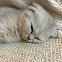 بچه گربه|گربه|بندرعباس, |دیوار