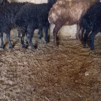 بره پرواری و داشتی