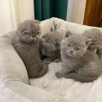 بچه گربه های بلو اصیل