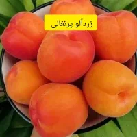 نهالستان سبزنهال انواع نهال های مثمر و غیر مثمر|خدمات باغبانی و درختکاری|مهریز, |دیوار