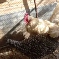 تخم مرغ نطفه دار نژاد دار